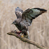 Buzzards
